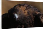 Golden Eagle by Anonymous