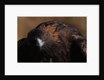Golden Eagle by Anonymous