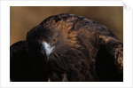 Golden Eagle by Anonymous