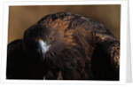 Golden Eagle by Anonymous