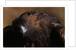 Golden Eagle by Anonymous