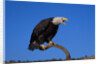 Bald Eagle by Anonymous