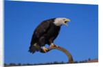 Bald Eagle by Anonymous