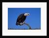Bald Eagle by Anonymous