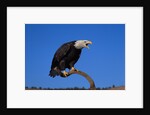 Bald Eagle by Anonymous