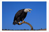 Bald Eagle by Anonymous