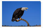 Bald Eagle by Anonymous