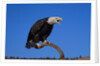 Bald Eagle by Anonymous