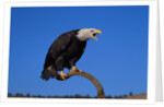 Bald Eagle by Anonymous