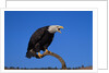 Bald Eagle by Anonymous