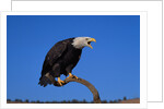 Bald Eagle by Anonymous