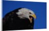 Bald Eagle by Anonymous
