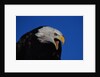 Bald Eagle by Anonymous