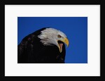 Bald Eagle by Anonymous