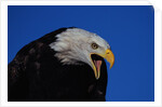 Bald Eagle by Anonymous