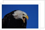 Bald Eagle by Anonymous