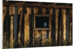 Barn Owl in Barn Window by Anonymous