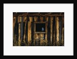 Barn Owl in Barn Window by Anonymous