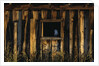 Barn Owl in Barn Window by Anonymous