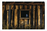 Barn Owl in Barn Window by Anonymous