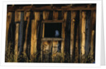 Barn Owl in Barn Window by Anonymous