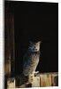 Great Horned Owl by Anonymous
