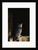 Great Horned Owl by Anonymous