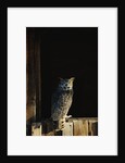 Great Horned Owl by Anonymous