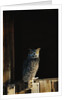 Great Horned Owl by Anonymous