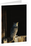 Great Horned Owl by Anonymous