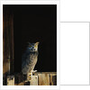 Great Horned Owl by Anonymous