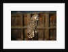 Great Horned Owl by Anonymous