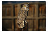 Great Horned Owl by Anonymous