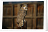 Great Horned Owl by Anonymous