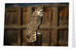Great Horned Owl by Anonymous