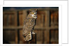 Great Horned Owl by Anonymous