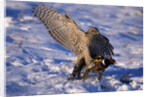 Goshawk Catching Prey by Anonymous