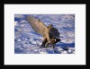 Goshawk Catching Prey by Anonymous