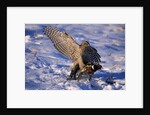 Goshawk Catching Prey by Anonymous