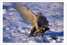 Goshawk Catching Prey by Anonymous