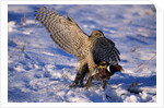 Goshawk Catching Prey by Anonymous