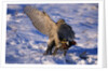 Goshawk Catching Prey by Anonymous