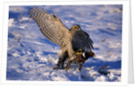 Goshawk Catching Prey by Anonymous