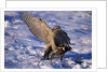 Goshawk Catching Prey by Anonymous