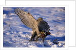 Goshawk Catching Prey by Anonymous