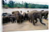 Elephants Bathing at Pinnewala Orphanage by Anonymous