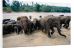 Elephants Bathing at Pinnewala Orphanage by Anonymous
