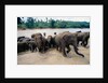 Elephants Bathing at Pinnewala Orphanage by Anonymous