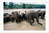 Elephants Bathing at Pinnewala Orphanage by Anonymous
