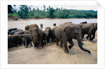Elephants Bathing at Pinnewala Orphanage by Anonymous